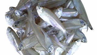 Buy Silver fish fishoncall.in